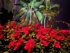 -三亚亚龙湾金棕榈度假酒店