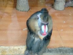 -荆州中山公园动物园