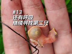 -长洲岛