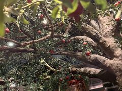 -局气烤鸭·北京菜(前门店)