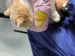 -半岛宠物医院24小时(科华中路店)