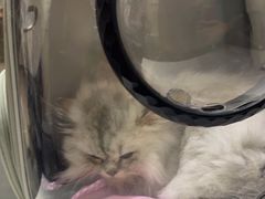 -派特宠物医院(圆融广场店)