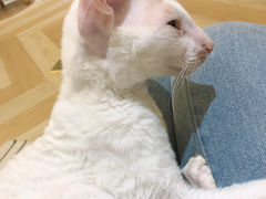 -米宠家·撸猫猫咖小萌宠·猫咪洗澡·猫咪寄养(高新大都荟店)