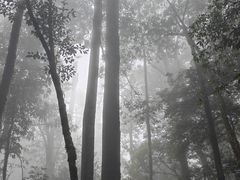 -云南屏边大围山国家公园