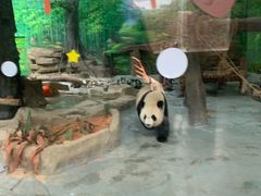 -灵玲国际马戏城