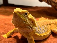 -酷以爬仙阁实体爬宠店·守宫·蜥蜴·专业繁育