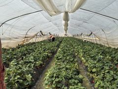 -小鱼草莓采摘园农家乐·小鱼餐厅