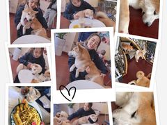 -喜柴咖啡·柴犬狗咖