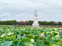 -荷塘月色湿地公园·向阳花洲