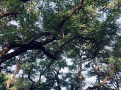 -八大关景区