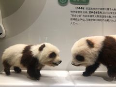 -四川大学博物馆