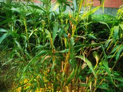 -广州神农草堂中医药博物馆