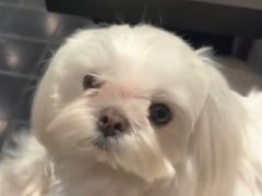 -BABYDOG宝贝狗宠物乐园(欧洲城店)