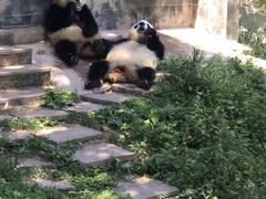 -中国大熊猫保护研究中心雅安碧峰峡基地