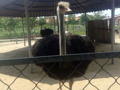 -意大利农场度假村