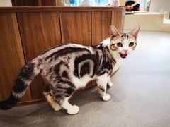 -飞行喵MR PILOT|猫舍·猫咖(静安大融城店)