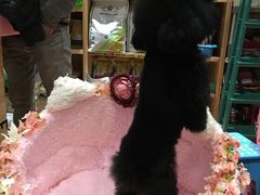 -爱宠屋pet shop·宠物洗澡·宠物美容