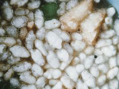 油茶-牛八宝桂林米粉(八里庄店)