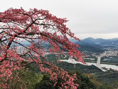 -风云岭森林公园