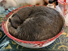 -平行世界·猫咖(首经贸店)