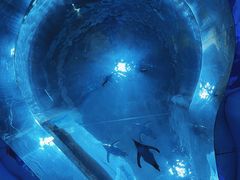 -海合安青岛极地海洋公园