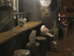 -猫猫幼稚园·撸猫·桌游·电玩