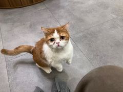 -飞行喵MR PILOT|猫舍·猫咖(静安大融城店)