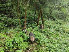 -西岭雪山大飞水景区