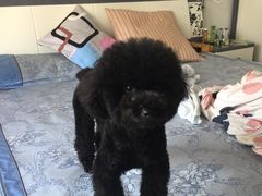 -潘大师炸鸡腿(莱蒙店)