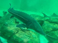 -太平洋海底世界