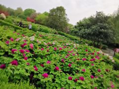 -隋唐洛阳城明堂天堂景区