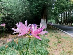 -黄海国家森林公园