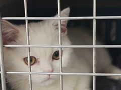 -伟伟宠物医院·瑞派猫友好医院·猫科(光谷店)