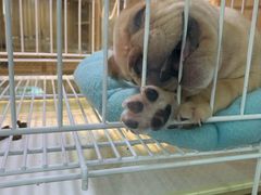 -爱侣宠医·鹦鹉专科·小型哺乳类·异宠专科(灵石路店)