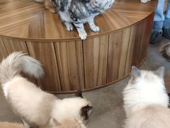 -飞行喵MR PILOT|猫舍·猫咖(静安大融城店)