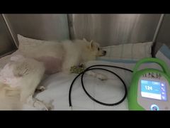 -北京观赏动物医院·24小时大型综合·猫专科·异宠专科