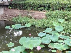 -荔湾湖公园