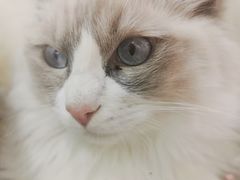 -猫小院猫主题咖啡厅(北锣店)