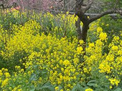 -南汇桃花村