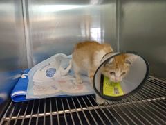 -宠颐生斯嘉宠物医院·急重症·心内科(谷阳北路分院)