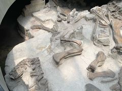 -自贡恐龙博物馆