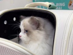 -瑞派福兴宠物医院犬猫全科·骨科·中西医结合(河东店)