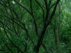 -西湖风景区-江洋畈生态公园