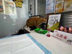 -pd派德宠物中心医院24H急重症·眼科中心·血液透析中心(嵩山北路店)