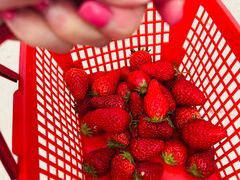 -喜杨洋草莓采摘园