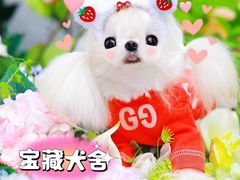 -萌宠之家·腊肠犬·马尔泰·小体犬舍