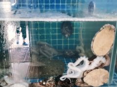 -宾朋海鲜特色美食餐厅·纯手工鲅鱼水饺(兴海路店)