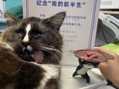 -芭比堂动物医院·心脏专科·夜诊·吉雅分院