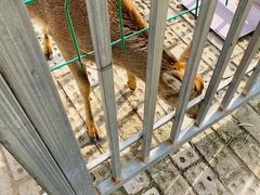 -前小桔亲子创意农场·草莓采摘·露营烧烤