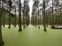 -渌洋湖湿地公园
